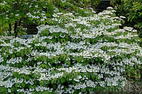 Калина складчатая 'Summer Snowflake' - 1