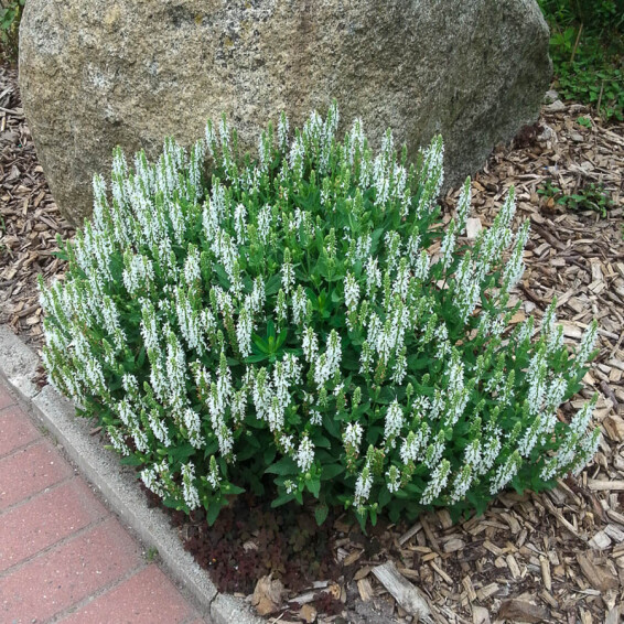 Шалфей дубравный 'Schneehugel', C3 - - 4