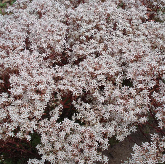 Очиток белый 'Coral Carpet' - 1