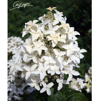 Гортензия метельчатая 'Magical Starlight'®