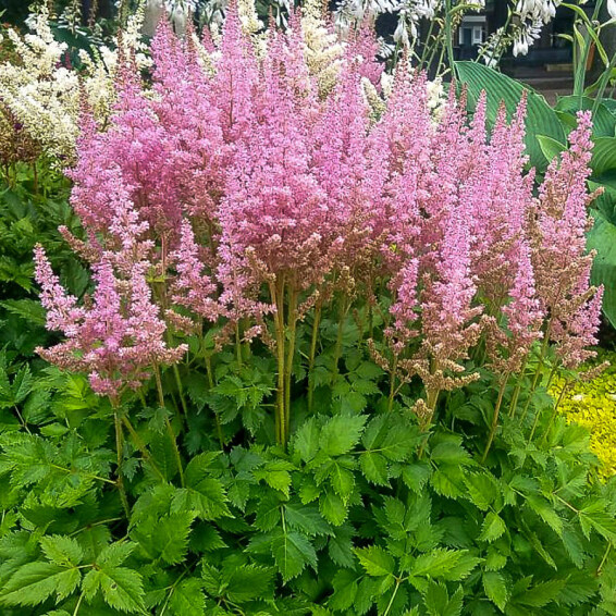Астильба китайская 'Vision in Pink' ® PBR #1, ГК - - 2