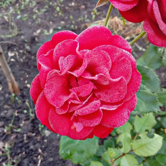 Роза бордюрная 'Cordula' - 2