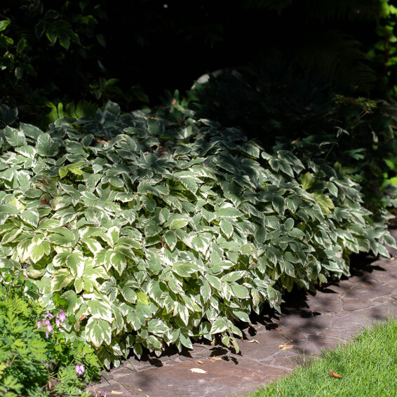 Яглиця звичайна 'Variegata' - 2
