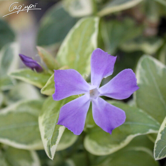 Барвинок большой 'Variegata', p9 - - 1