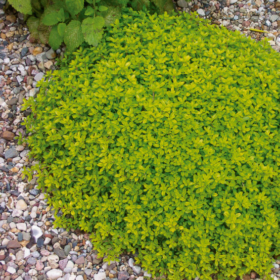 Чебрець 'Aurea' #1, p9 - - 2