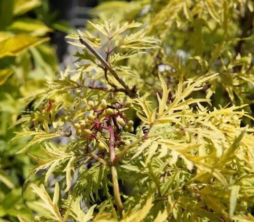 Бузина 'Lemony Lace' #1, С5 - - 3