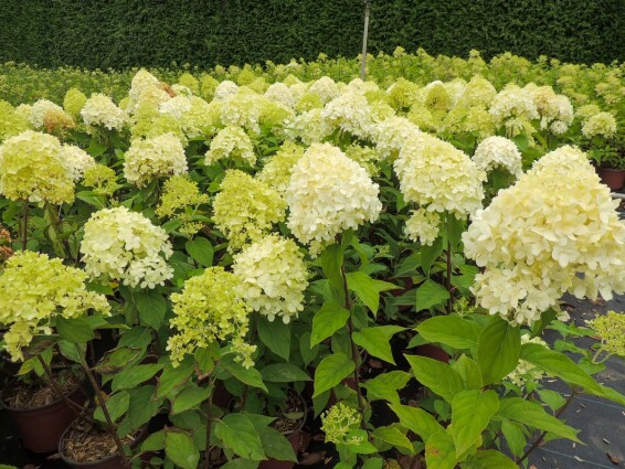 Гортензія волотиста 'Limelight' ® - 3