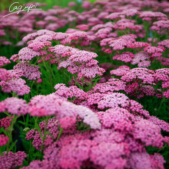 Тысячелистник гибридный 'Tutti Frutti 'Pink Grapefruit' ®' - 1