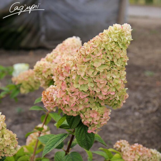 Гортензия метельчатая 'Sundae Fraise' ® #1, Р9 - - 4