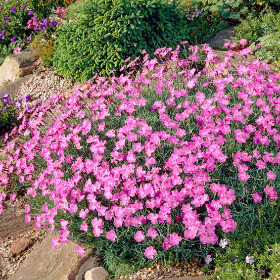 Гвоздика серовато-голубая 'Pink Jewel' - 1
