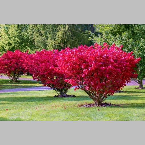 Бересклет европейский 'Red Cascade' - 2