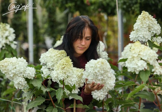 Гортензія волотиста 'Vanille Fraise' ® - 5