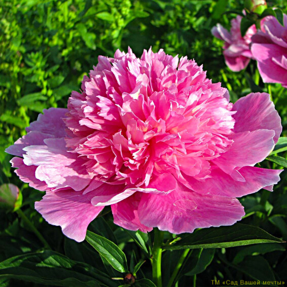 Півонія трав'яниста 'Coral Pink' - 1