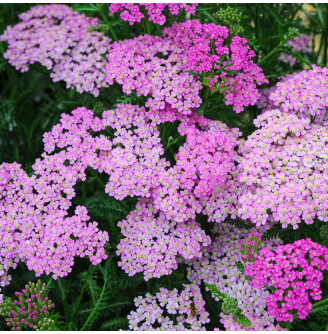 Деревій гібридний 'Pretty Belinda'