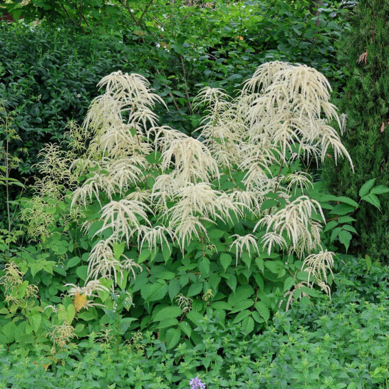 Волжанка китайская ‘Zweiweltenkind’ - 3