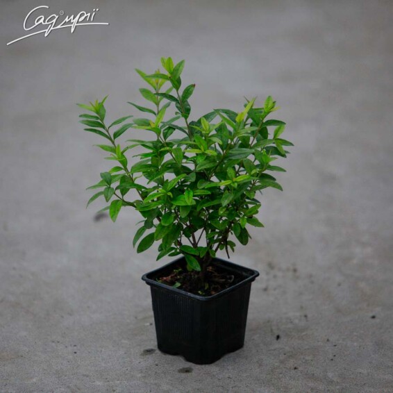 Бирючина звичайна 'Lodense' #2, C3 30-40 - 1