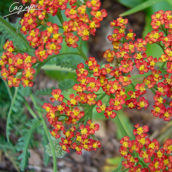 Тысячелистник гибридный 'Walter Funke', C2 - - 6