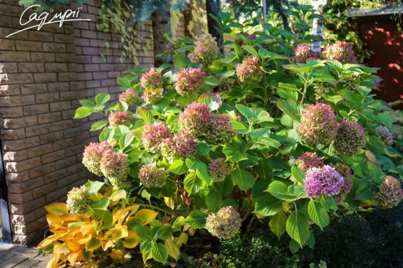Гортензия крупнолистная 'Bouquet Rose' - 6