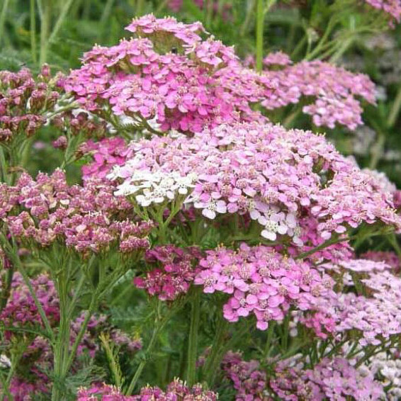 Тысячелистник гибридный 'Rainbow Lightning Pink®' - 2