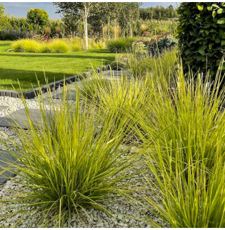 Сеслерія осіння