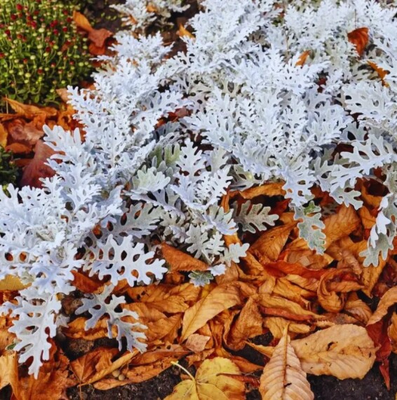 Цинерарія приморська - 2