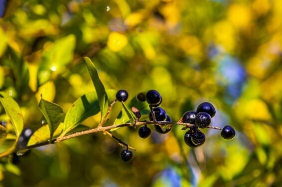 Бирючина звичайна - 3