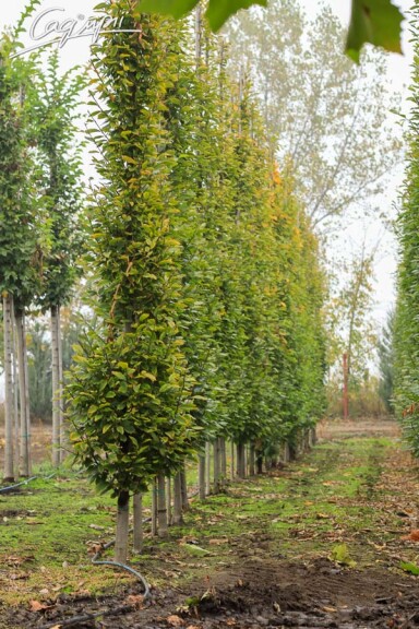 Граб звичайний 'Fastigiata' #5, WRB 8--10 300-400 без штамбу - 5