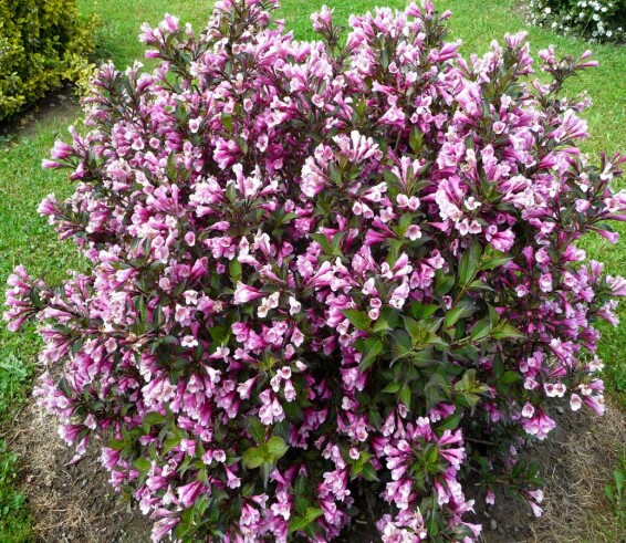 Вейгела цветущая 'Nana Purpurea' #3, C3 60-70 - 3