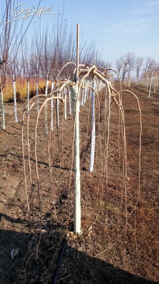 Шелковица белая Pendula #4, C60 12--14 175-200 St. 180 - 3