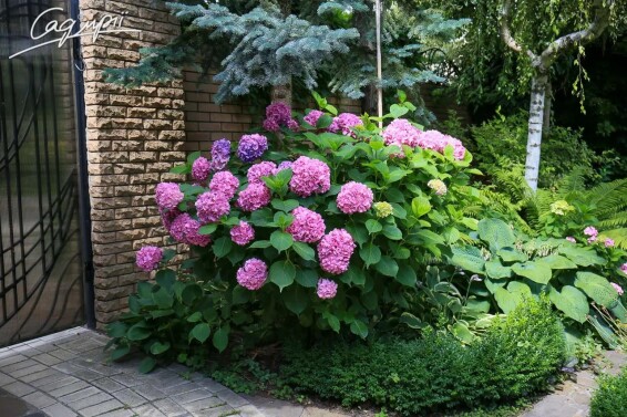 Гортензия крупнолистная 'Bouquet Rose' #1, Р9 - - 4