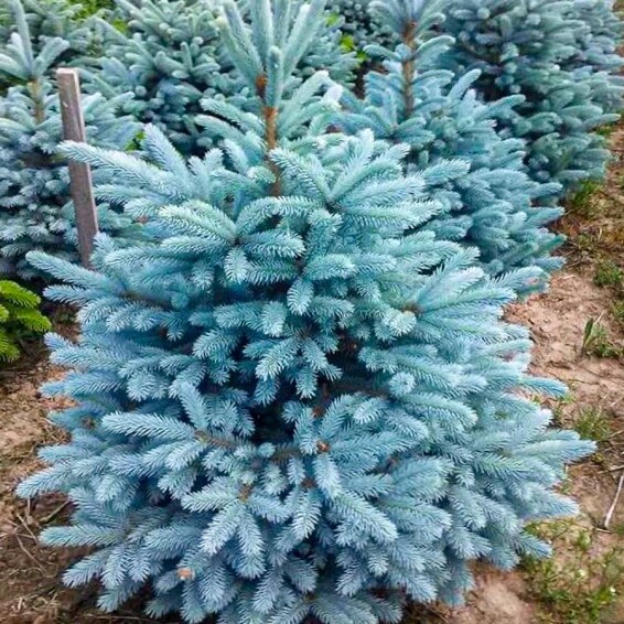 Ель колючая 'Glauca Majestic Blue' #2, WRB - 125-150 - - 3