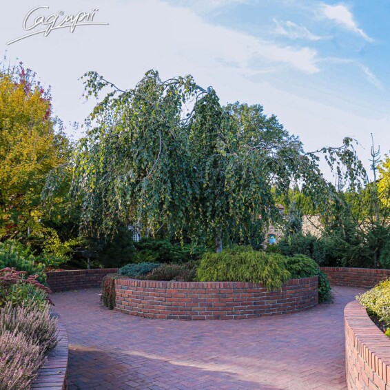 Береза плакучая 'Youngii' #9, C60 8--10 - St. 180-200 - 14