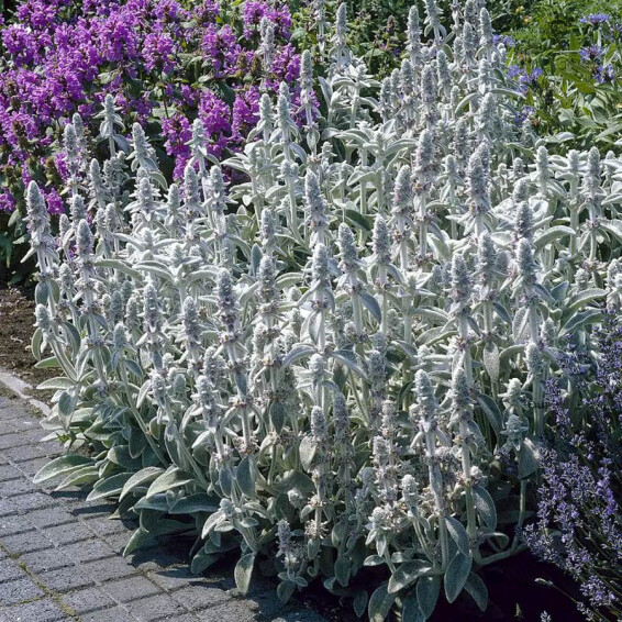 Чистец византийский ‘Silver Carpet’ - 1