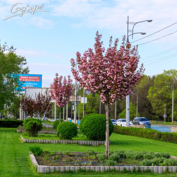 Сакура мелкопильчатая 'Royal Burgundy' - 2