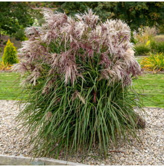 Міскантус китайський 'Boucle®'