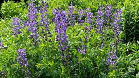 Баптизія австралійська - чудова гостя з диких прерій