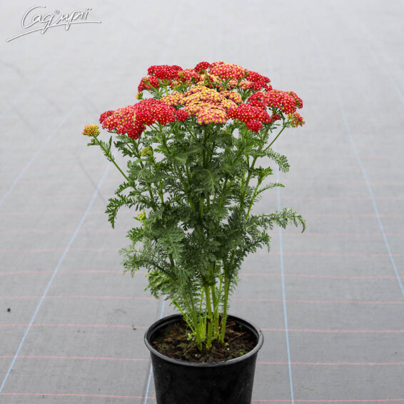 Тысячелистник гибридный 'Tutti-Frutti Pomegranate' - 7
