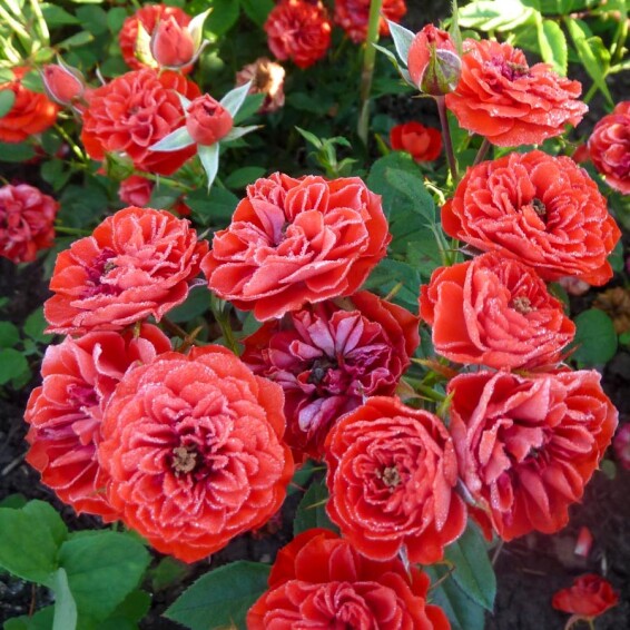 Роза бордюрная 'Cordula' - 1