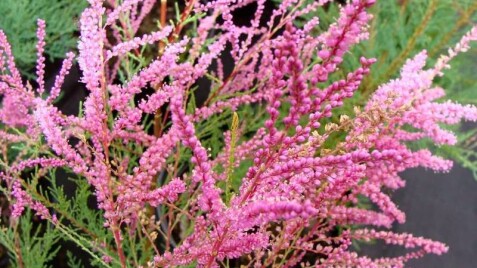 Тамарікс гіллястий 'Rubra' - чарівно скромна краса