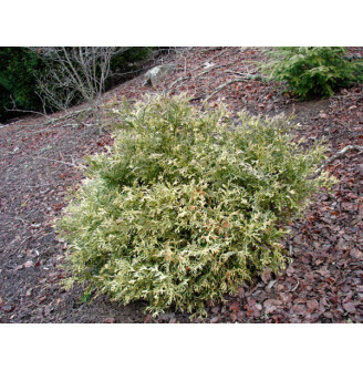 Туевик долотовидный 'Variegata'
