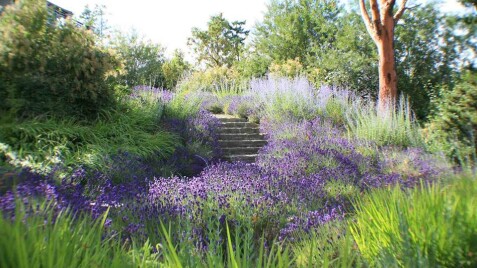 Перовськія лебедолиста