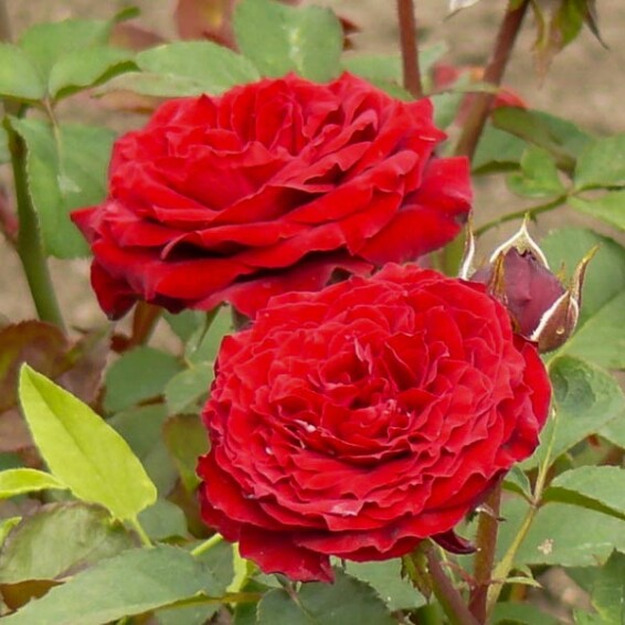 Роза бордюрная 'Cordula' - 4