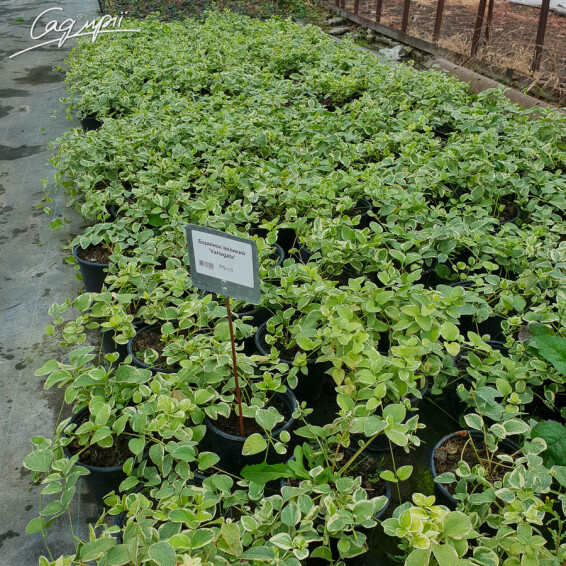 Барвинок большой 'Variegata', p9 - - 2