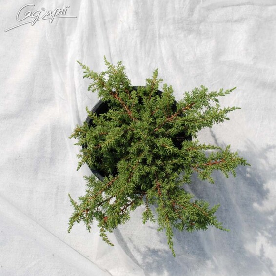 Можжевельник обыкновенный 'Green Carpet' - 3