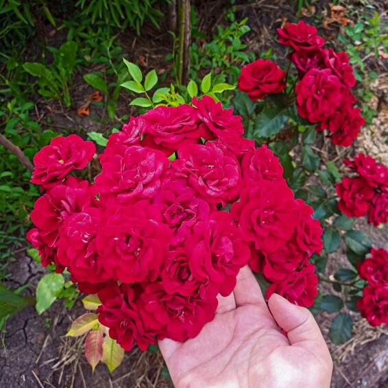 Роза бордюрная 'Cordula' - 5