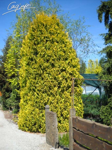 Туя западная 'Golden Brabant' ® - 3