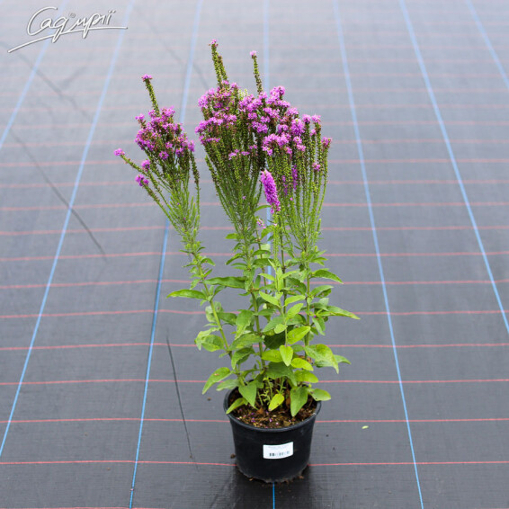 Вероника гибридная 'Plumosa Amethyst Plume'®, p9 - - 2