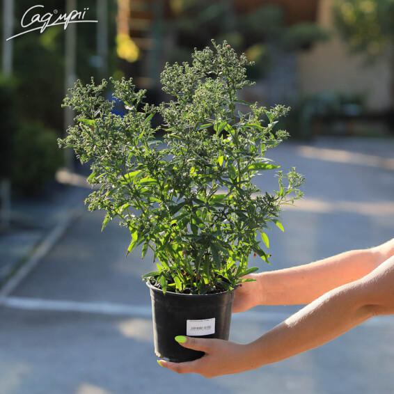 Астра кустарниковая 'Kassel', C2 - - 3 Астра кустарниковая 'Kassel', C2 - - 3