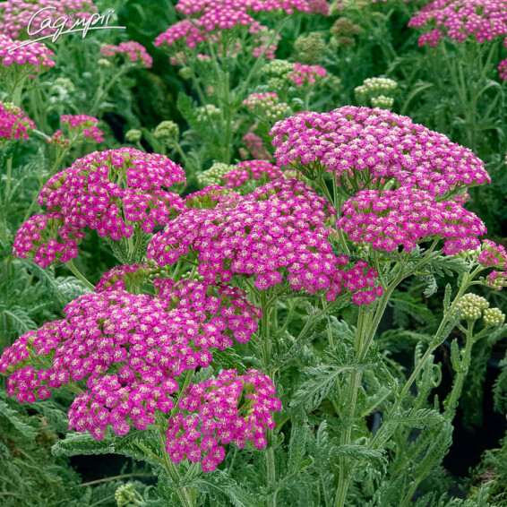 Тысячелистник гибридный 'Tutti Frutti 'Pink Grapefruit' ®' - 9