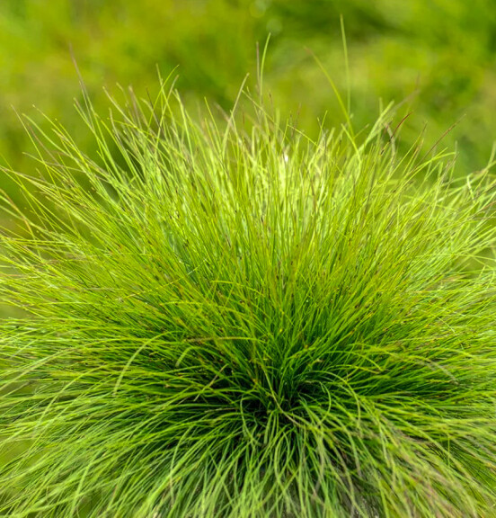 Костриця аметистова ‘Walberla’ - 4